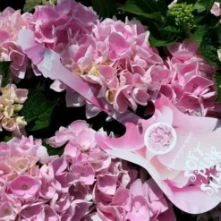 Hortensia Soft Pink Salsa (Hydrangea 'Music Collection') -Aanbiedingen Tuin Ziel Winkel hydrangeasoftpinksalsa01 1