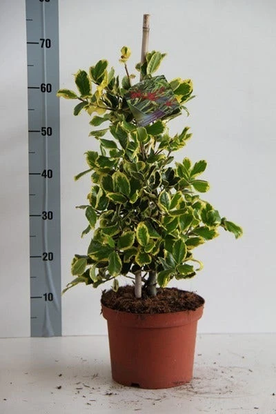 Hulst (Ilex Altaclerensis 'Golden King') 5 Hulst (Ilex Altaclerensis 'Golden King') - Afbeelding 5