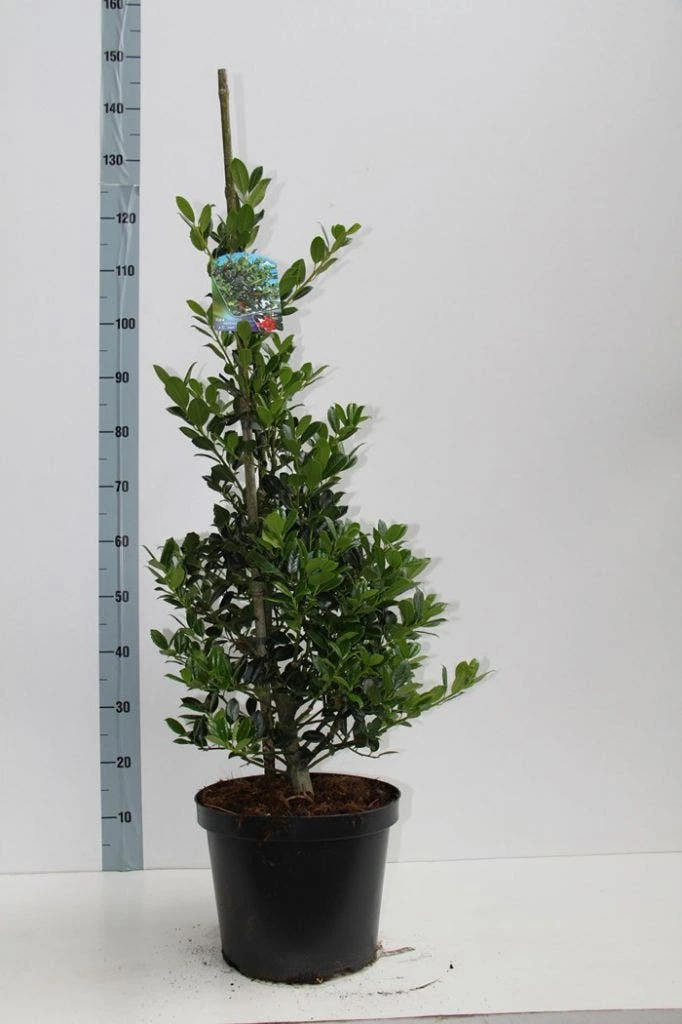 Hulst (Ilex Aquifolium J.C. Van Tol) 6 Hulst (Ilex Aquifolium J.C. Van Tol) - Afbeelding 6