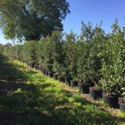 Grote Hulst (Ilex Aquifolium) 5 Grote Hulst (Ilex Aquifolium) -Aanbiedingen Tuin Ziel Winkel ilex aquifolium h200225cm