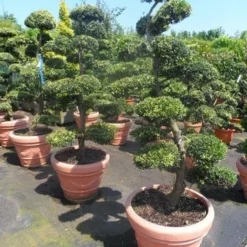 Japanse Hulst Als Bonsai (Ilex Crenata) 21 Japanse Hulst Als Bonsai (Ilex Crenata) -Aanbiedingen Tuin Ziel Winkel ilex crenata kinmei bonsai 160 180