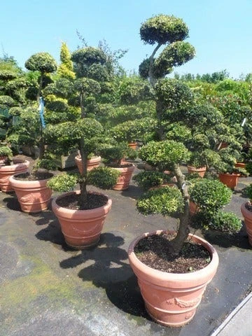 Japanse Hulst Als Bonsai (Ilex Crenata) 6 Japanse Hulst Als Bonsai (Ilex Crenata) - Afbeelding 6