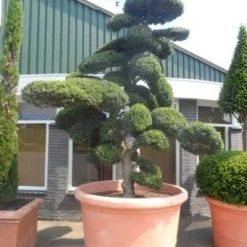 Japanse Hulst Als Bonsai (Ilex Crenata) 27 Japanse Hulst Als Bonsai (Ilex Crenata) -Aanbiedingen Tuin Ziel Winkel ilex crenata kinmei bonsai 250 300 solitair extra