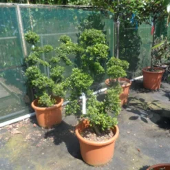 Japanse Hulst Als Bonsai (Ilex Crenata) 20 Japanse Hulst Als Bonsai (Ilex Crenata) -Aanbiedingen Tuin Ziel Winkel ilex crenata kinmei ponpon 80 100