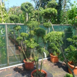 Japanse Hulst Als Bonsai (Ilex Crenata) 19 Japanse Hulst Als Bonsai (Ilex Crenata) -Aanbiedingen Tuin Ziel Winkel ilex crenata ponpon 125 150