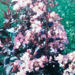 Lagerstroemia (Lagerstroemia Indica 'Rhapsody In Pink') -Aanbiedingen Tuin Ziel Winkel img 2475 1