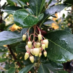 Aardbeiboom Als Struik (Arbutus Unedo) 9 Aardbeiboom Als Struik (Arbutus Unedo) -Aanbiedingen Tuin Ziel Winkel img 2585 1
