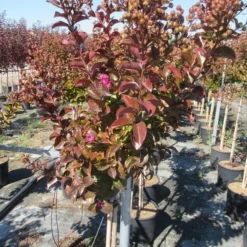 Lagerstroemia Als Halfstam (Lagerstroemia Indica 'Berry Dazzle') -Aanbiedingen Tuin Ziel Winkel img 4249