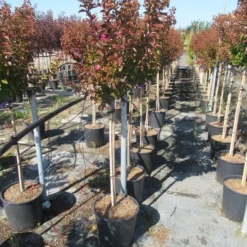 Lagerstroemia Als Halfstam (Lagerstroemia Indica 'Berry Dazzle') -Aanbiedingen Tuin Ziel Winkel img 4250