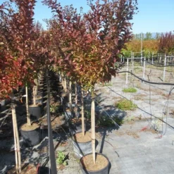 Lagerstroemia Als Halfstam (Lagerstroemia Indica 'Berry Dazzle') -Aanbiedingen Tuin Ziel Winkel img 4251