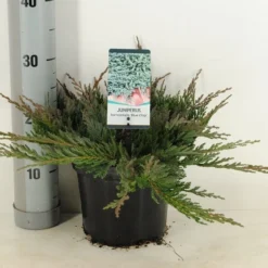 Jeneverbes (Juniperus Horizontalis 'Blue Chip') -Aanbiedingen Tuin Ziel Winkel juniperus hor. blue chip winter c3 m