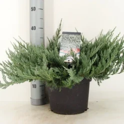 Jeneverbes (Juniperus Horizontalis 'Blue Chip') -Aanbiedingen Tuin Ziel Winkel juniperus hor. blue chip zomer c5 m
