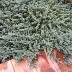 Jeneverbes (Juniperus Horizontalis 'Blue Chip') -Aanbiedingen Tuin Ziel Winkel juniperus horizontalis blue chip
