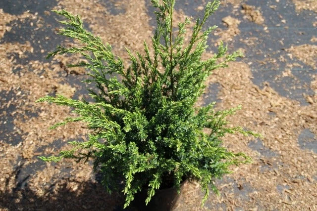 Jeneverbes (Juniperus Squamata 'Meyeri') 4 Jeneverbes (Juniperus Squamata 'Meyeri') - Afbeelding 4