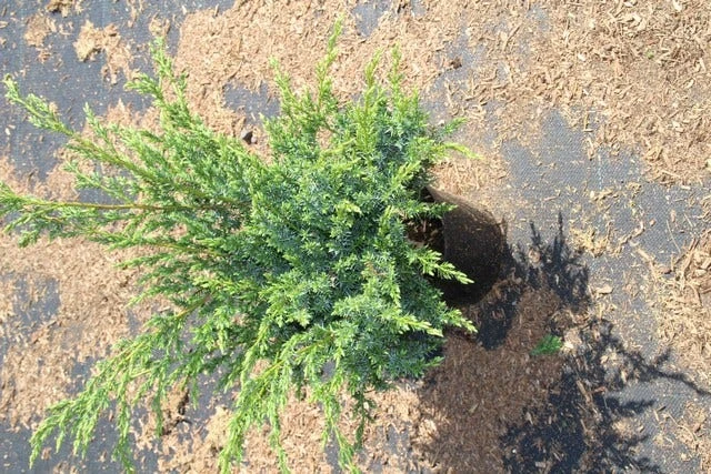 Jeneverbes (Juniperus Squamata 'Meyeri') 5 Jeneverbes (Juniperus Squamata 'Meyeri') - Afbeelding 5