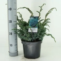 Jeneverbes (Juniperus Squamata 'Meyeri') 8 Jeneverbes (Juniperus Squamata 'Meyeri') -Aanbiedingen Tuin Ziel Winkel juniperus squamata meyeri c3 m