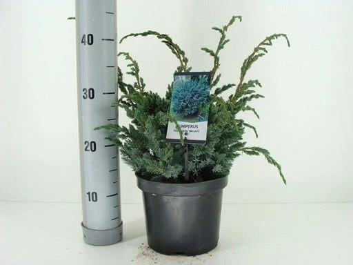 Jeneverbes (Juniperus Squamata 'Meyeri') 3 Jeneverbes (Juniperus Squamata 'Meyeri') - Afbeelding 3