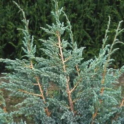 Jeneverbes (Juniperus Squamata 'Meyeri')