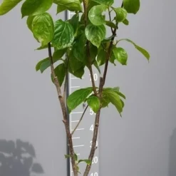 Kaki (Diospyros Kaki) -Aanbiedingen Tuin Ziel Winkel kakihalfstam02