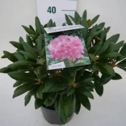 Dwergrhododendron (Rhododendron 'Kalinka') 7 Dwergrhododendron (Rhododendron 'Kalinka') -Aanbiedingen Tuin Ziel Winkel kalinka c4 zij