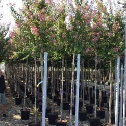 Roze Lagerstroemia Als Boom (Lagerstroemia Indica) -Aanbiedingen Tuin Ziel Winkel lagerstreomia rosea 6 8 1