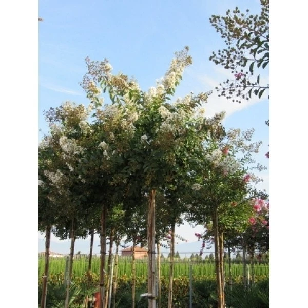 Witte Lagerstroemia Als Boom (Lagerstroemia Indica) 3 Witte Lagerstroemia Als Boom (Lagerstroemia Indica) - Afbeelding 3