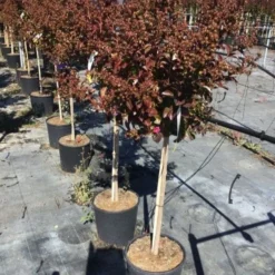 Lagerstroemia Als Halfstam (Lagerstroemia Indica 'Berry Dazzle') -Aanbiedingen Tuin Ziel Winkel lagerstroemia black dazzle halfstam