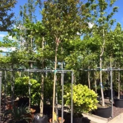 Roze Lagerstroemia Als Boom (Lagerstroemia Indica) -Aanbiedingen Tuin Ziel Winkel lagerstroemia indica 10 12ho