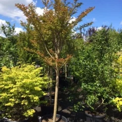 Roze Lagerstroemia Als Boom (Lagerstroemia Indica) -Aanbiedingen Tuin Ziel Winkel lagerstroemia indica halfstam 14 16