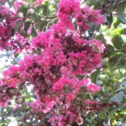 Roze Lagerstroemia Als Boom (Lagerstroemia Indica) -Aanbiedingen Tuin Ziel Winkel lagerstroemia indica roze 10