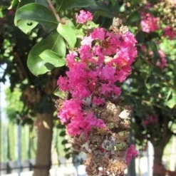 Roze Lagerstroemia Als Boom (Lagerstroemia Indica) -Aanbiedingen Tuin Ziel Winkel lagerstroemia indica roze 11