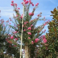 Roze Lagerstroemia Als Boom (Lagerstroemia Indica) -Aanbiedingen Tuin Ziel Winkel lagerstroemia indica roze 4