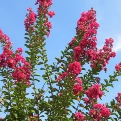 Roze Lagerstroemia Als Boom (Lagerstroemia Indica) -Aanbiedingen Tuin Ziel Winkel lagerstroemia indica roze 5