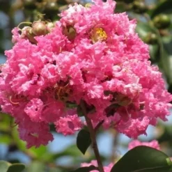 Roze Lagerstroemia Als Boom (Lagerstroemia Indica) -Aanbiedingen Tuin Ziel Winkel lagerstroemia indica roze 7