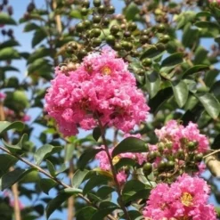 Roze Lagerstroemia Als Boom (Lagerstroemia Indica) -Aanbiedingen Tuin Ziel Winkel lagerstroemia indica roze 8