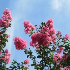 Roze Lagerstroemia Als Boom (Lagerstroemia Indica) -Aanbiedingen Tuin Ziel Winkel lagerstroemia indica roze 9