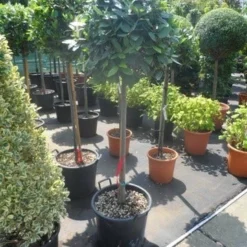 Echte Laurier Als Boom (Laurus Nobilis) -Aanbiedingen Tuin Ziel Winkel laurus nobilis 100stam c35