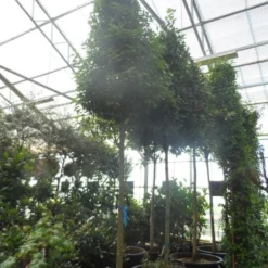 Echte Laurier Als Piramide (Laurus Nobilis) -Aanbiedingen Tuin Ziel Winkel laurus nobilis 16 18 20ho c350 pyramide 1