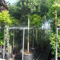 Echte Laurier Als Boom (Laurus Nobilis) -Aanbiedingen Tuin Ziel Winkel laurus nobilis 16 18ho cont. bol