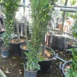 Echte Laurier Als Piramide (Laurus Nobilis) -Aanbiedingen Tuin Ziel Winkel laurus nobilis 80 100 c5