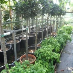 Echte Laurier Op Stam (Laurus Nobilis) -Aanbiedingen Tuin Ziel Winkel laurus nobilis halfstam c20 25 1