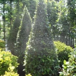 Echte Laurier Als Piramide (Laurus Nobilis) -Aanbiedingen Tuin Ziel Winkel laurus nobilis kegel 175 200