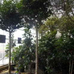 Liguster Op Stam (Ligustrum Japonicum 'Texanum') 11 Liguster Op Stam (Ligustrum Japonicum 'Texanum') -Aanbiedingen Tuin Ziel Winkel ligustrum japonicum texanum 20 25ho c130