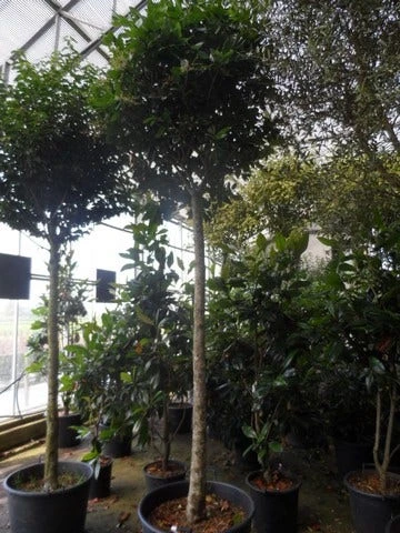 Liguster Op Stam (Ligustrum Japonicum 'Texanum') 6 Liguster Op Stam (Ligustrum Japonicum 'Texanum') - Afbeelding 6