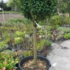 Liguster Op Stam (Ligustrum Japonicum 'Texanum') 10 Liguster Op Stam (Ligustrum Japonicum 'Texanum') -Aanbiedingen Tuin Ziel Winkel ligustrum texanum extra groot