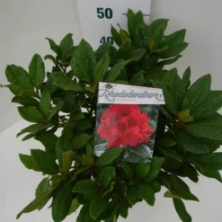 Rhododendron (Rhododendron 'Lord Roberts') -Aanbiedingen Tuin Ziel Winkel lord robert c7.5 boven