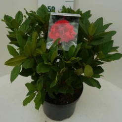 Rhododendron (Rhododendron 'Lord Roberts') -Aanbiedingen Tuin Ziel Winkel lord robert c7.5 zij
