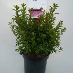 Japanse Azalea (Rhododendron 'Madame Van Hecke') 20 Japanse Azalea (Rhododendron 'Madame Van Hecke') -Aanbiedingen Tuin Ziel Winkel mad. v. hecke c4 voor