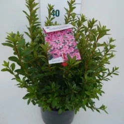 Japanse Azalea (Rhododendron 'Madame Van Hecke') 21 Japanse Azalea (Rhododendron 'Madame Van Hecke') -Aanbiedingen Tuin Ziel Winkel mad. v. hecke c4 zij