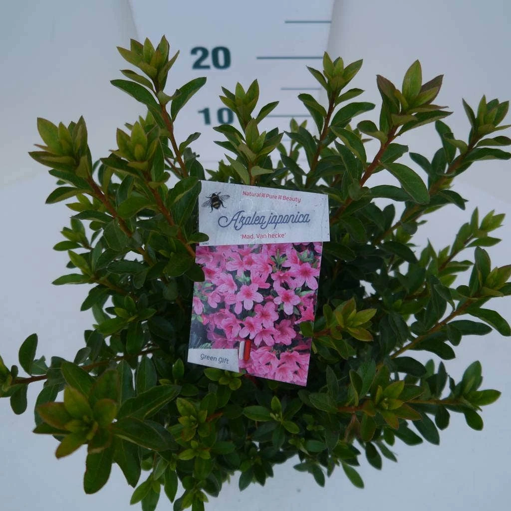 Japanse Azalea (Rhododendron 'Madame Van Hecke') 4 Japanse Azalea (Rhododendron 'Madame Van Hecke') - Afbeelding 4